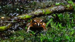 Image of Betsileo Madagascar Frog