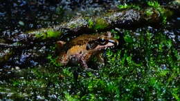 Image of Betsileo Madagascar Frog