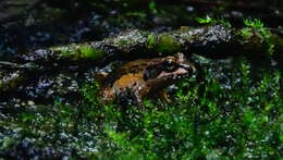 Image of Betsileo Madagascar Frog