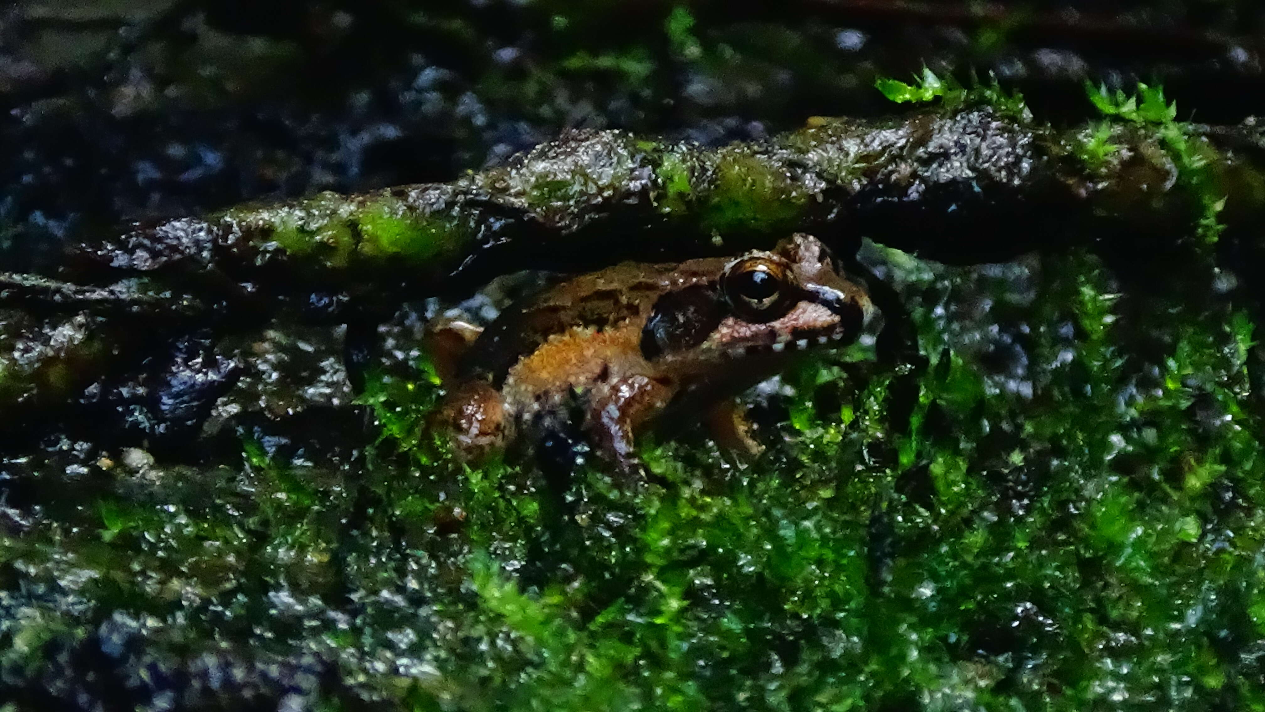 Image of Betsileo Madagascar Frog