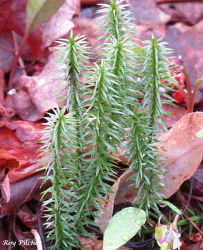 Image of Spinulum annotinum (L.) A. Haines