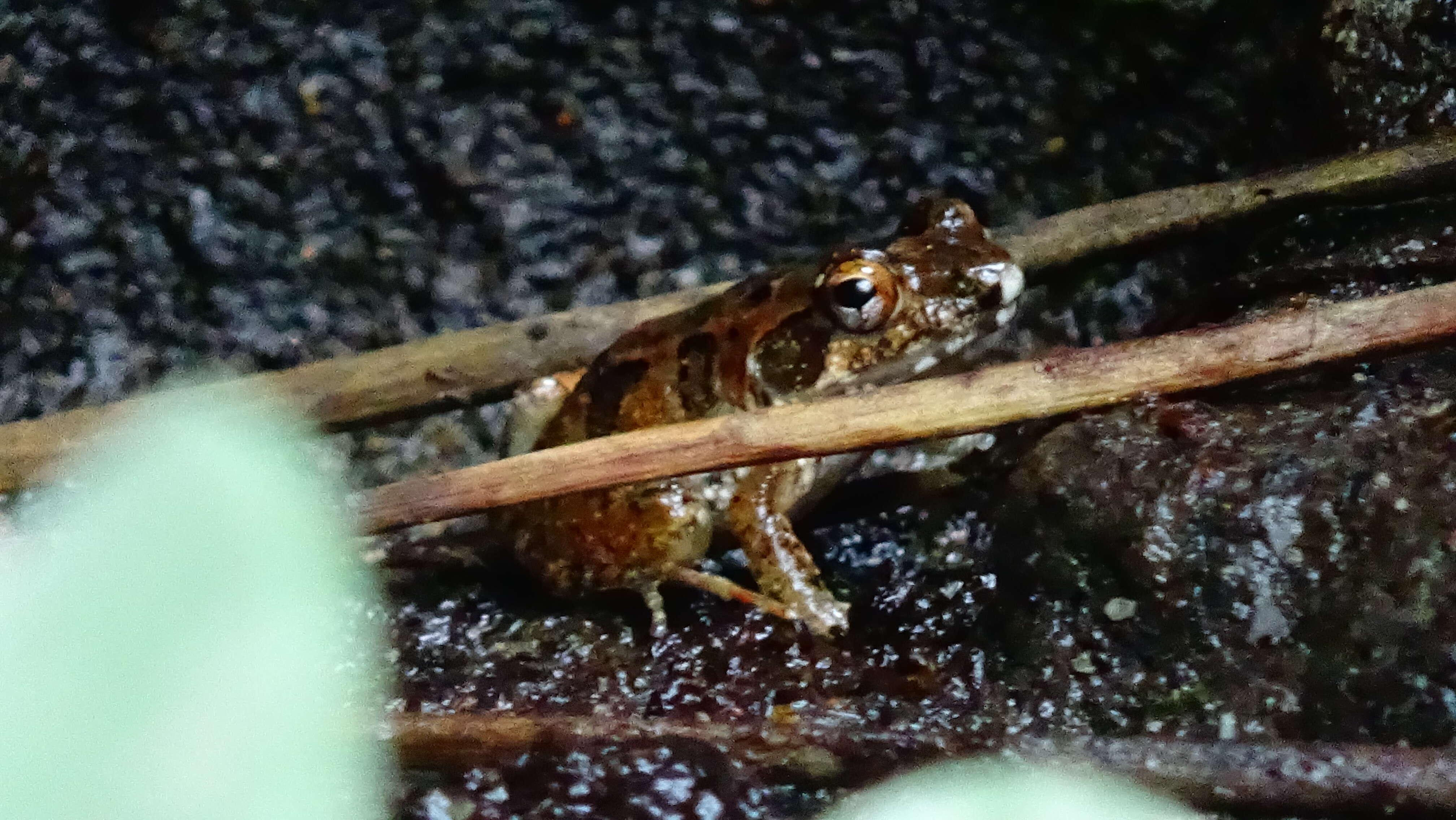 Image of Betsileo Madagascar Frog