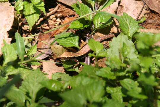 Image of Bronze Girdled Lizard