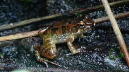 Image of Betsileo Madagascar Frog