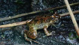 Image of Betsileo Madagascar Frog