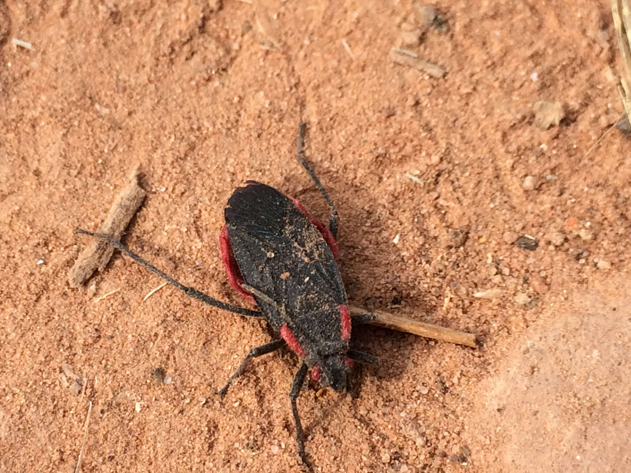 Image of Red-shouldered bug