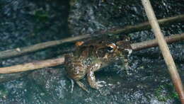 Image of Betsileo Madagascar Frog