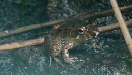 Image of Betsileo Madagascar Frog