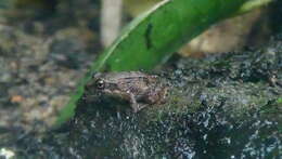 Image of Betsileo Madagascar Frog