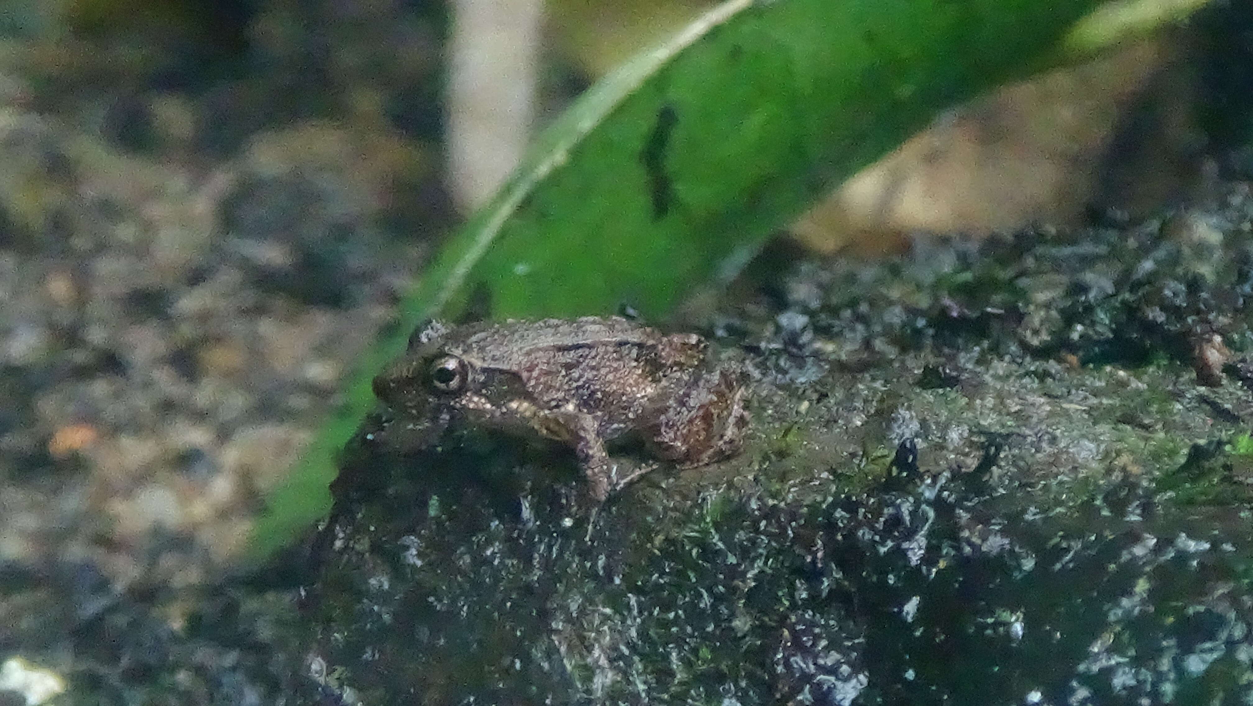 Image of Betsileo Madagascar Frog