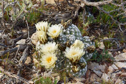 Image of Brady's Hedgehog Cactus