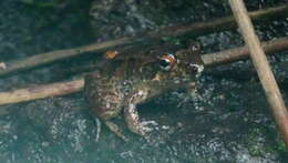 Image of Betsileo Madagascar Frog