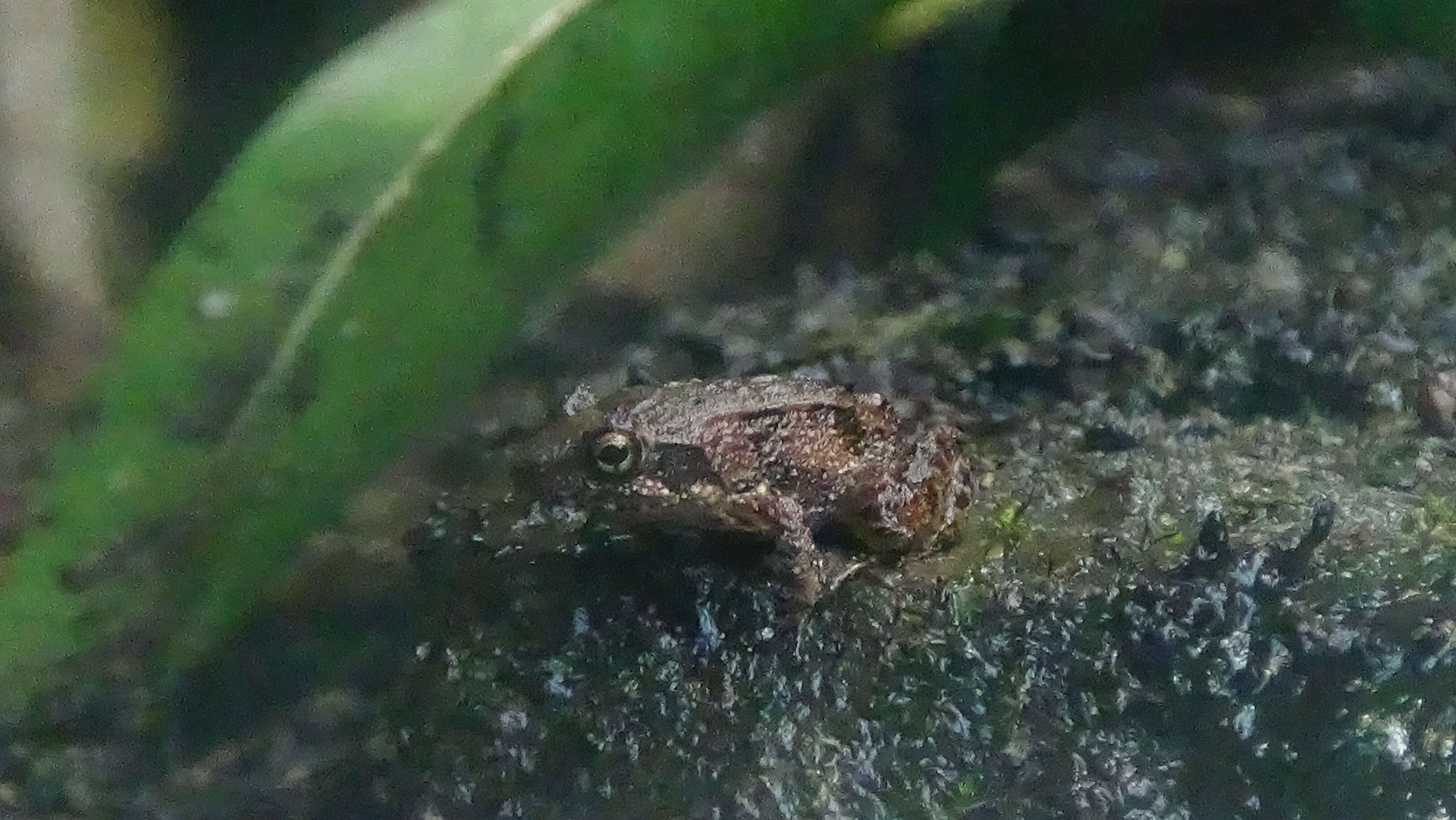 Image of Betsileo Madagascar Frog