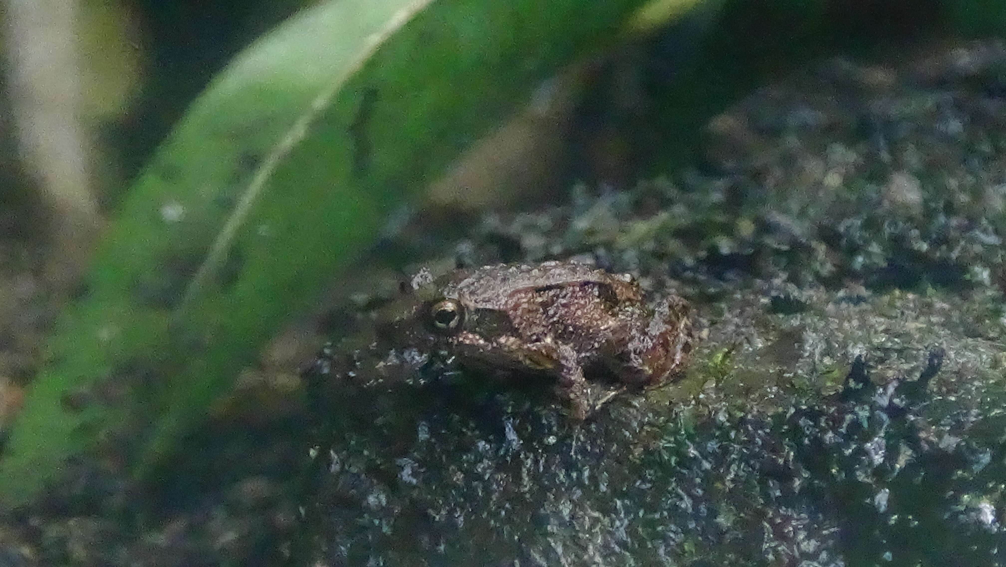 Image of Betsileo Madagascar Frog