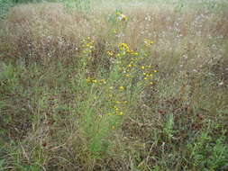 Image of Hieracium umbellatum subsp. filifolium (Üksip) Tzvel.