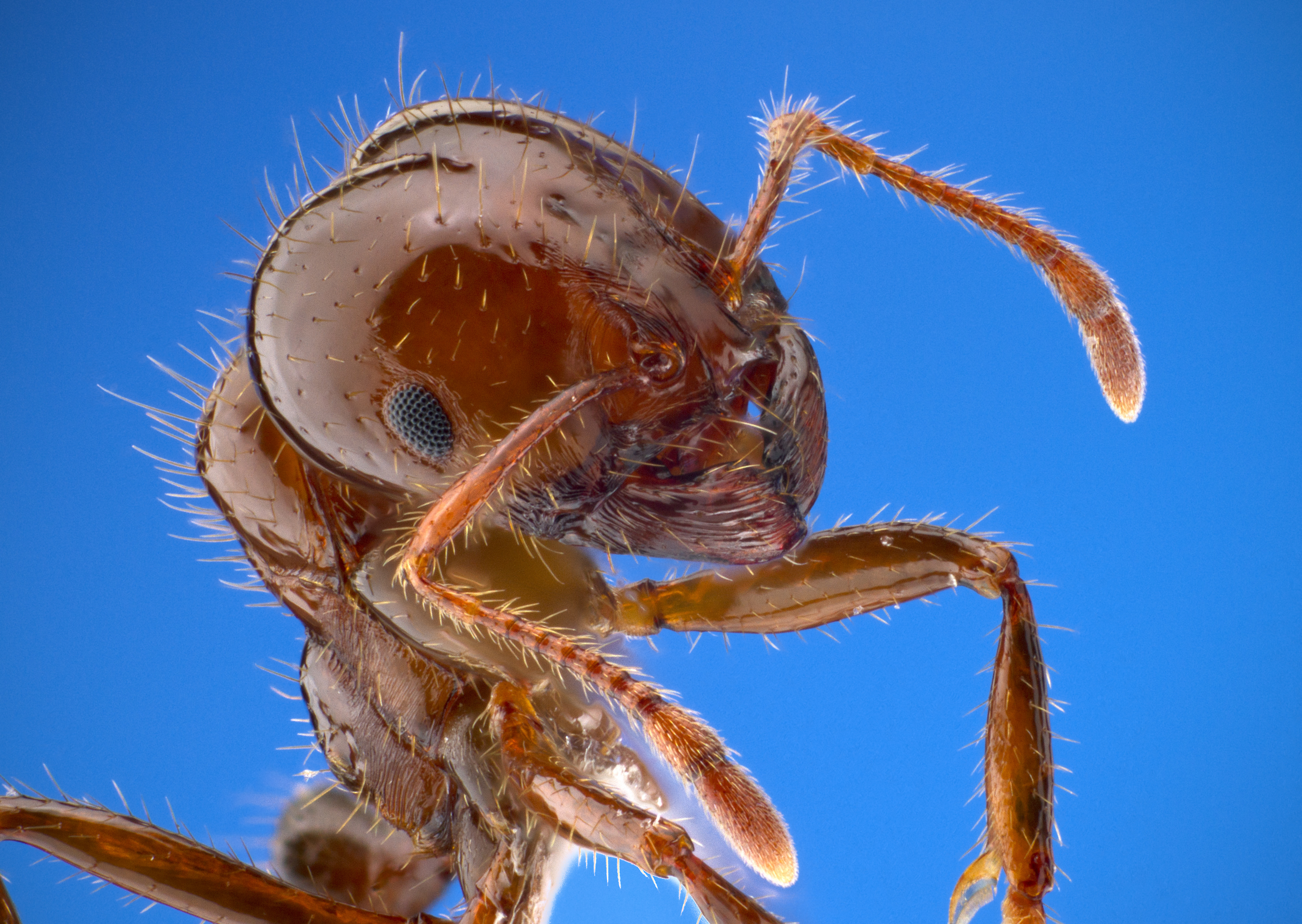 ants-of-southern-africa-ocymyrmex-species-hotrod-ants