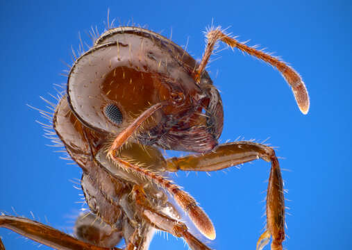 Image of Red imported fire ant