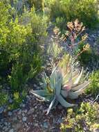 Image of Aloe striata Haw.