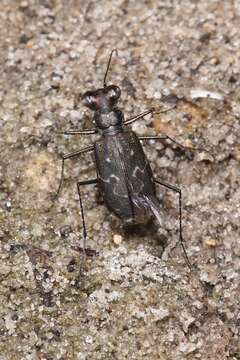 Image of Cicindela (Cicindelidia) trifasciata ascendens Le Conte 1851