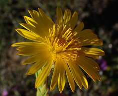 Image of Oedera calycina (L. fil.) N. G. Bergh