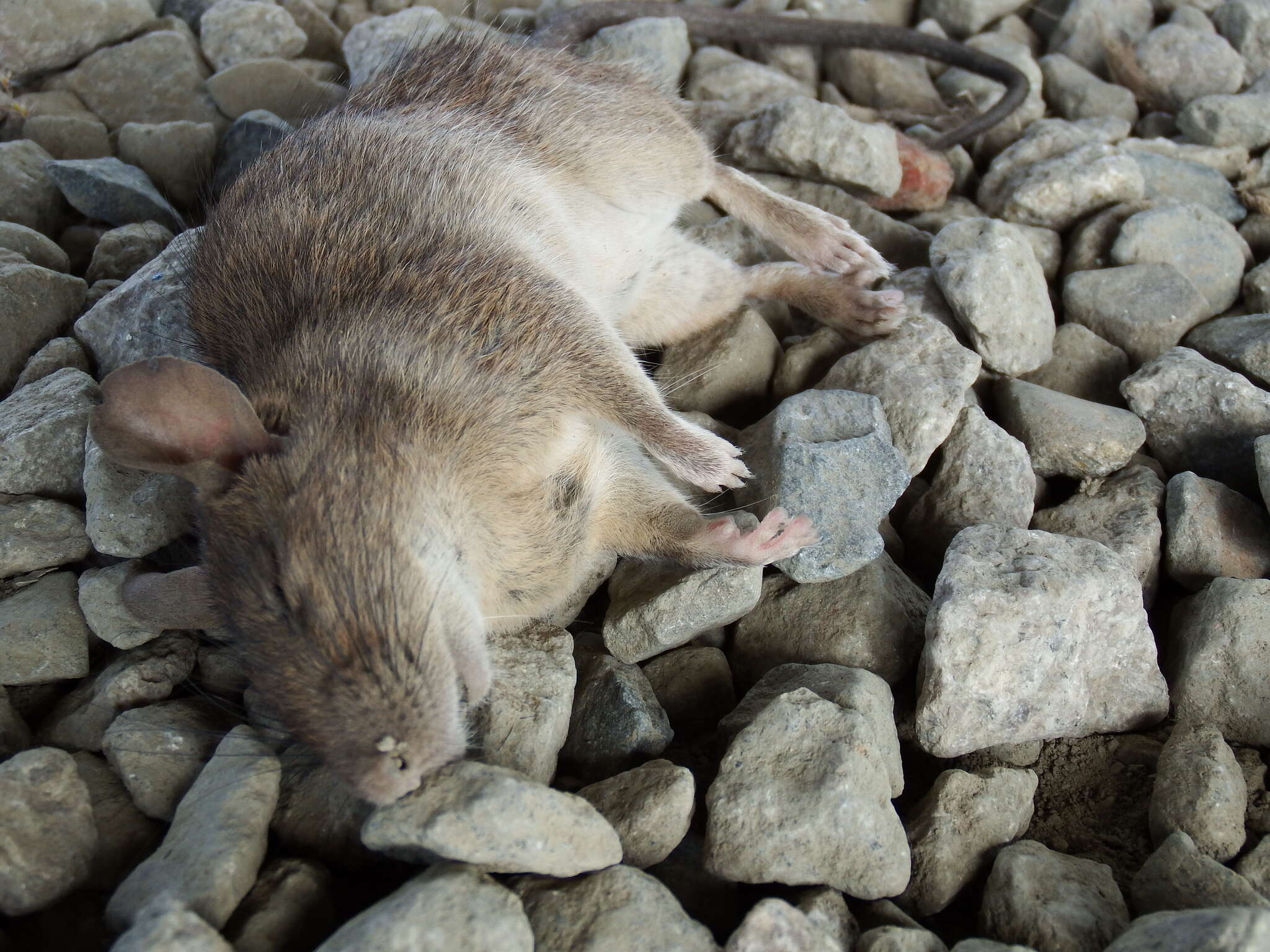 Image of Lesser Rice-field Rat