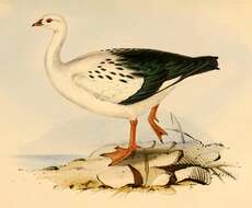 Image of Andean Goose