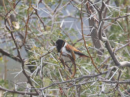 Image of Black-headed Canary