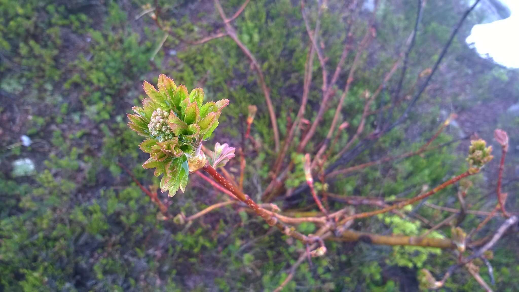 صورة Sorbus sitchensis var. grayi (Wenzig) C. L. Hitchc.