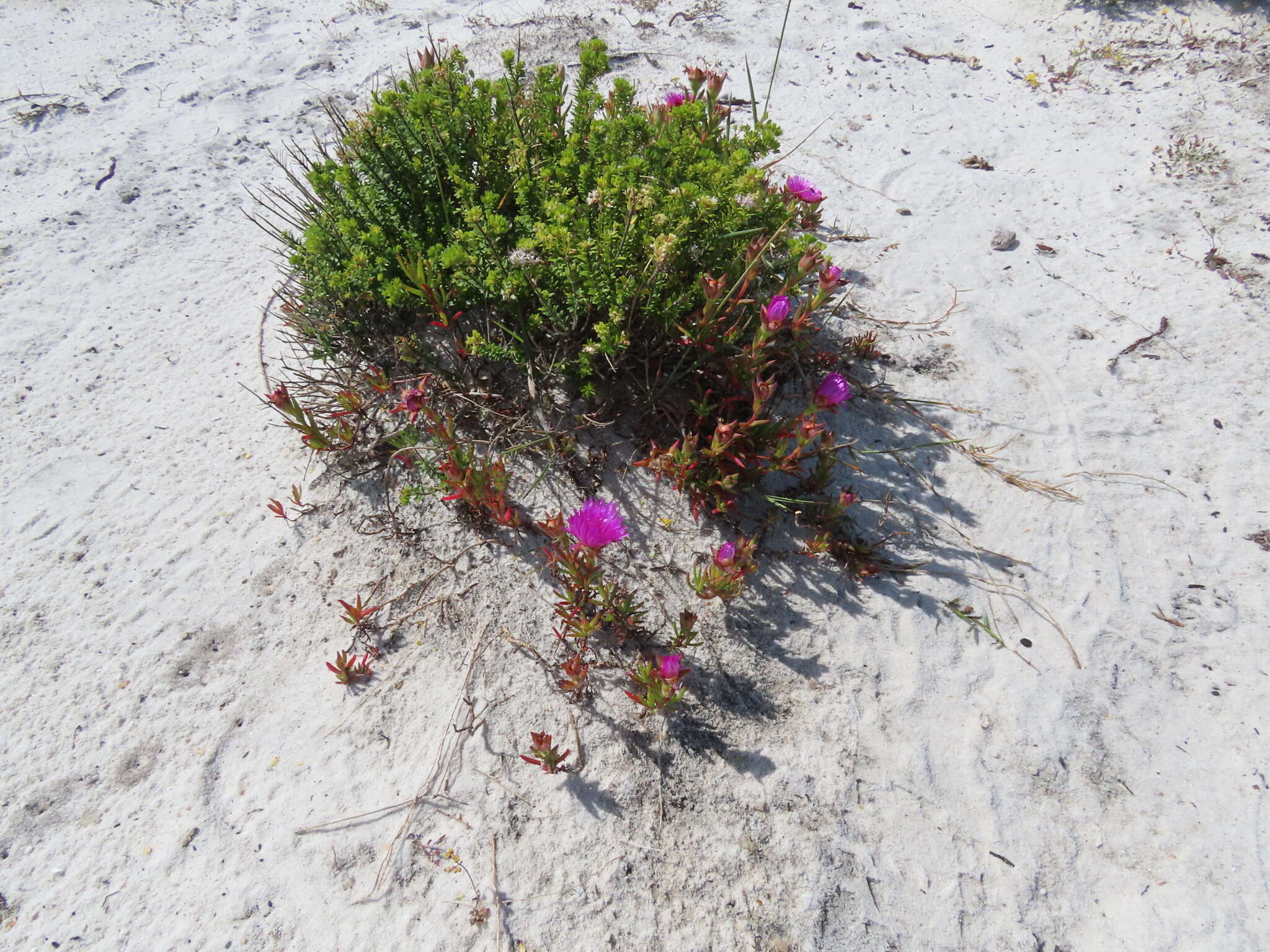 Image of Lampranthus tenuifolius (L.) N. E. Br.