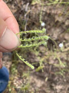 Image of Tejon cryptantha