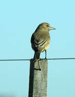 Image of Gray-bellied Shrike-Tyrant