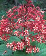 Imagem de Clerodendrum paniculatum L.