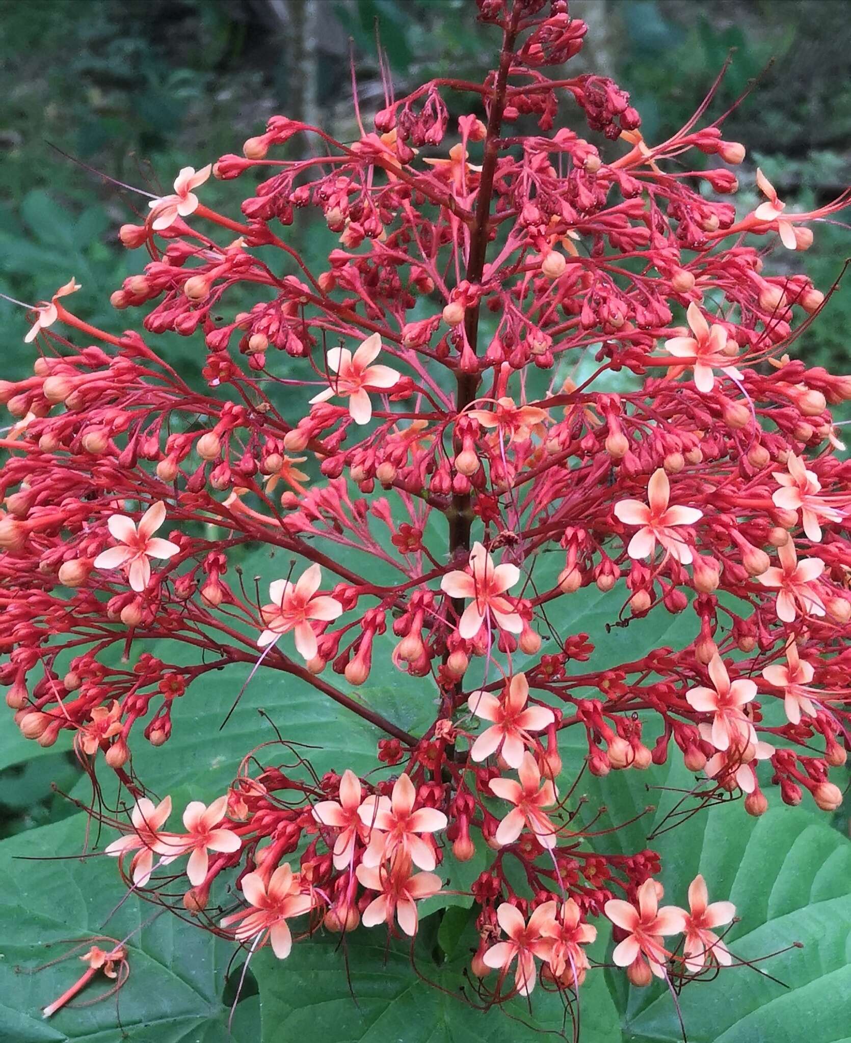 Imagem de Clerodendrum paniculatum L.