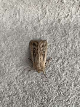 Image of shoulder-striped wainscot