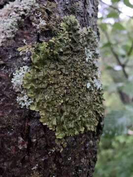 Image de Melanelixia glabra (Schaer.) O. Blanco, A. Crespo, Divakar, Essl., D. Hawksw. & Lumbsch