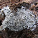Image of athelia lichen