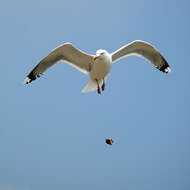 Image of American Herring Gull