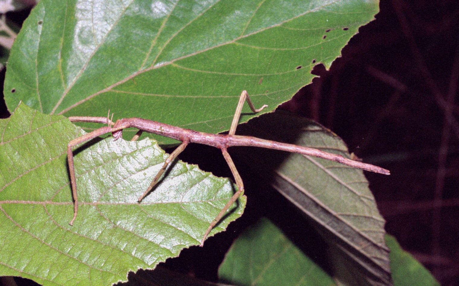 Image of Acrophylla caprella (Westwood 1859)