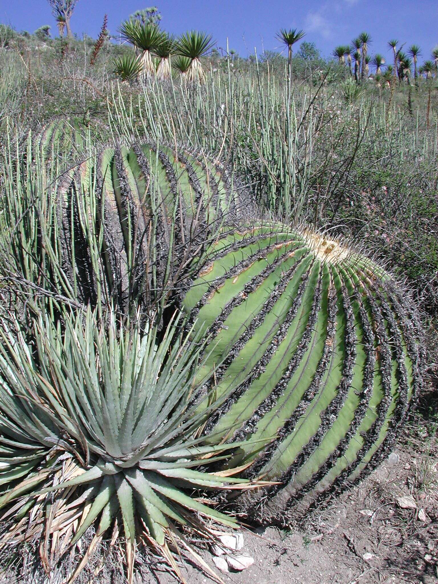 Image of Cactus