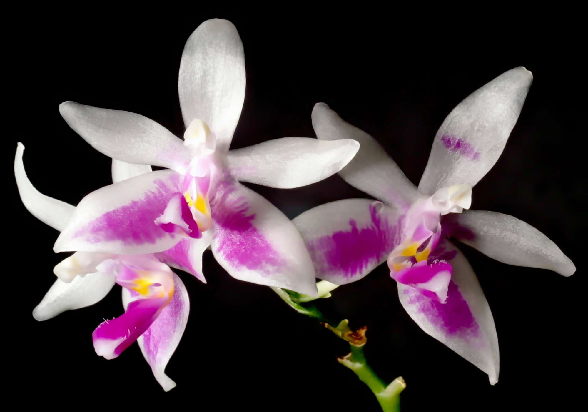 Image of Phalaenopsis modesta J. J. Sm.