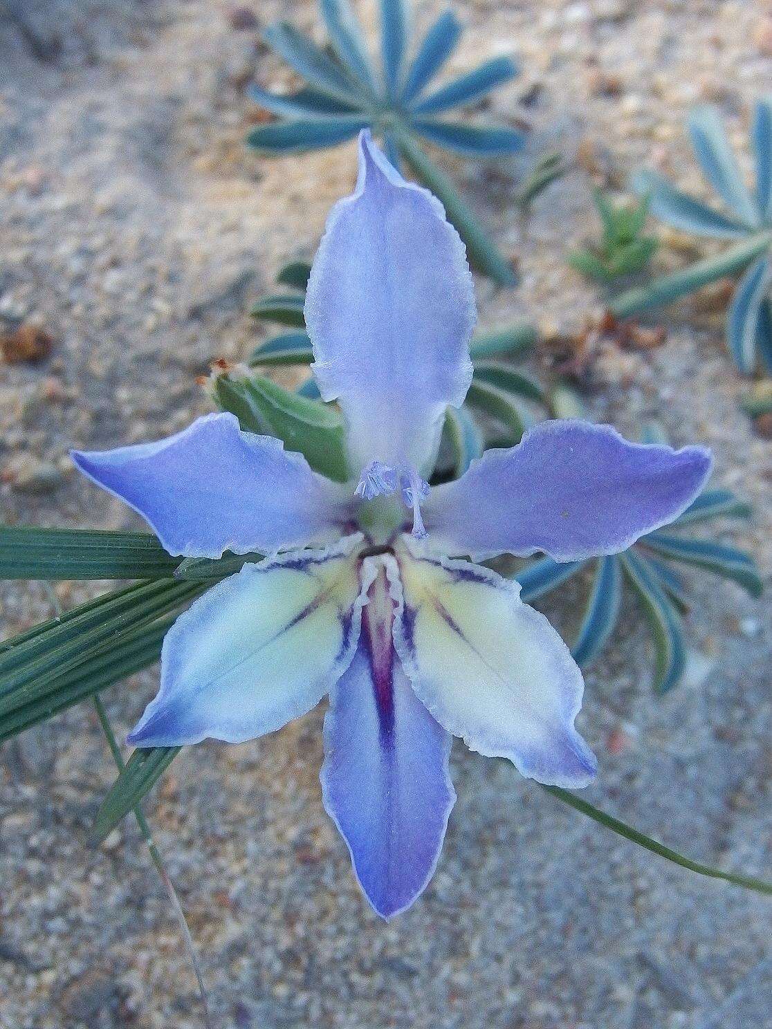 Image of Babiana nana subsp. maculata (Klatt) Goldblatt & J. C. Manning