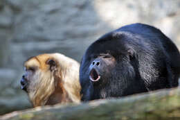 Image of Black Howler Monkey