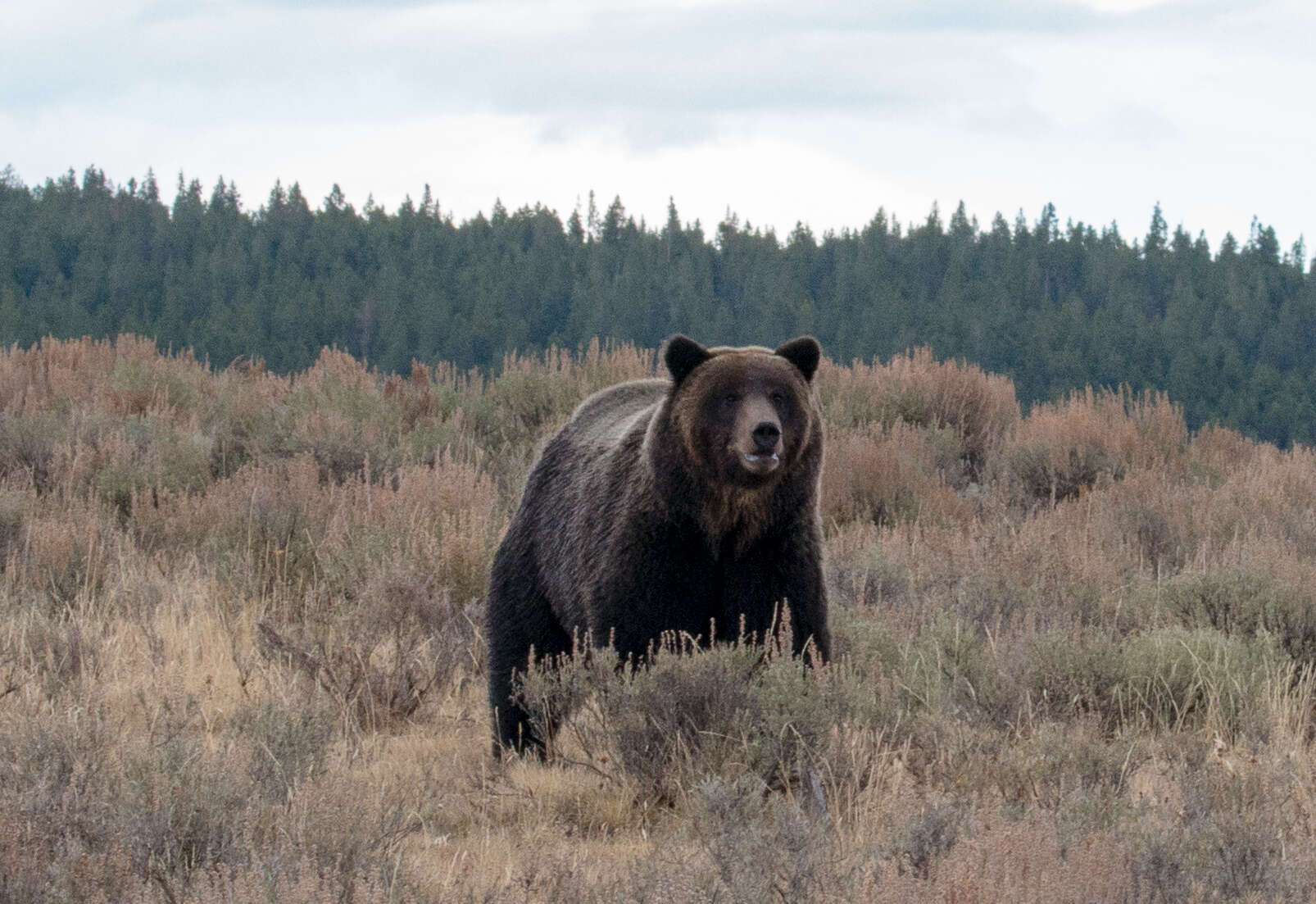 Image of grizzly bear