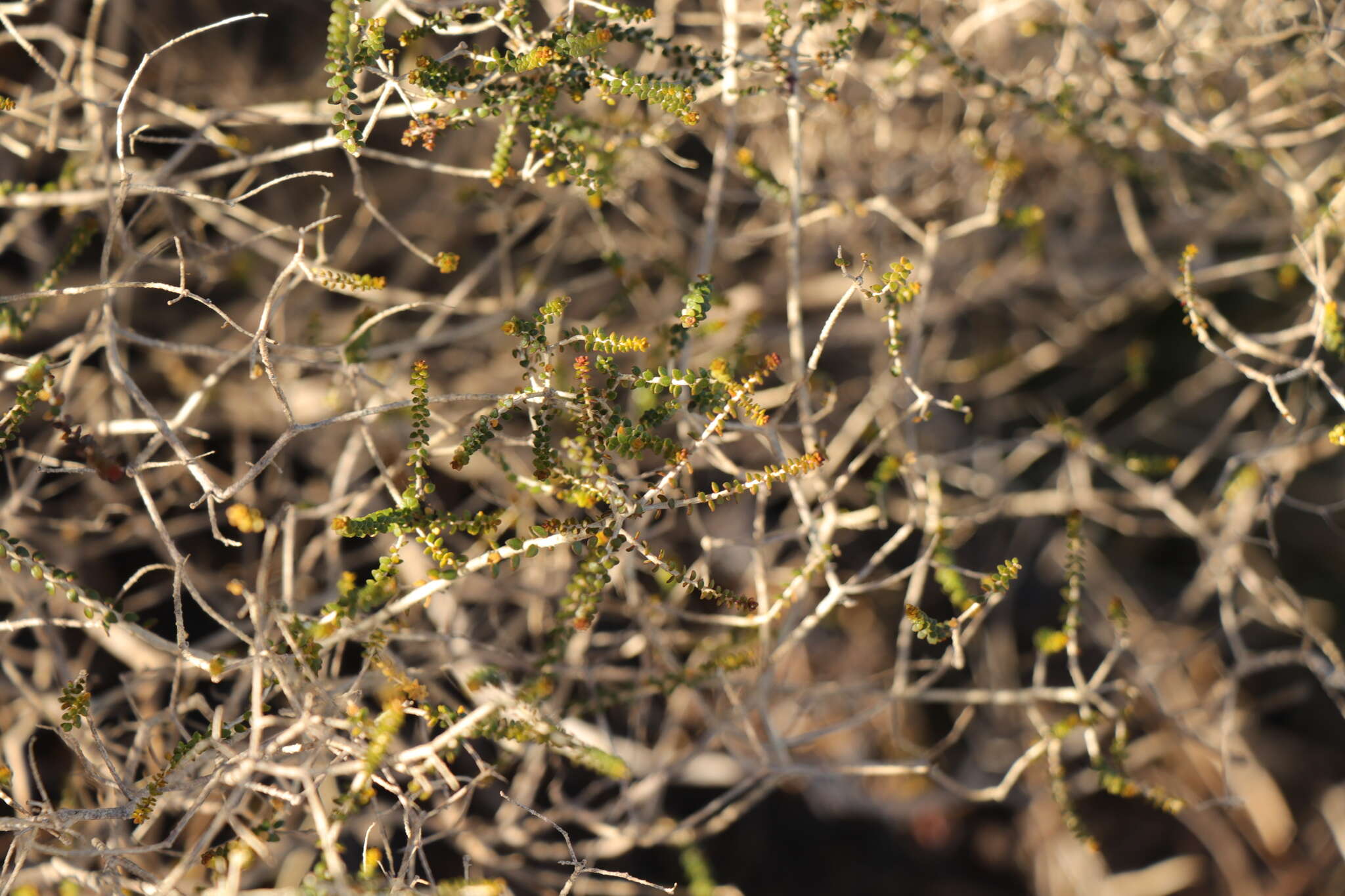 Image of Agathosma orbicularis (Thunb.) Bartl. & Wendl. fil.