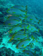 Image of Indian Ocean oriental sweetlips