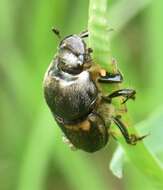 Image of Onthophagus (Palaeonthophagus) medius (Kugelann 1792)