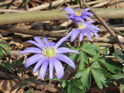 Image of Balkan Anemone