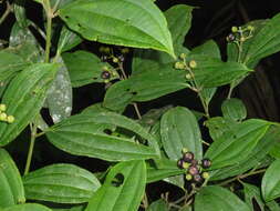 Image of Miconia tenuifolia