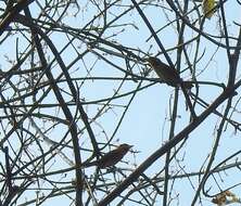 Image of Lemon-throated Barbet