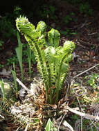 Image of ostrich fern